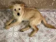 Cãozinho