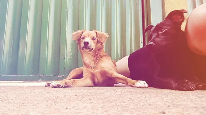 Cachorro ra a Vira lata idade 1 ano nome Neguinho e Snoopy 