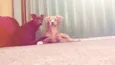 Neguinho e Snoopy 