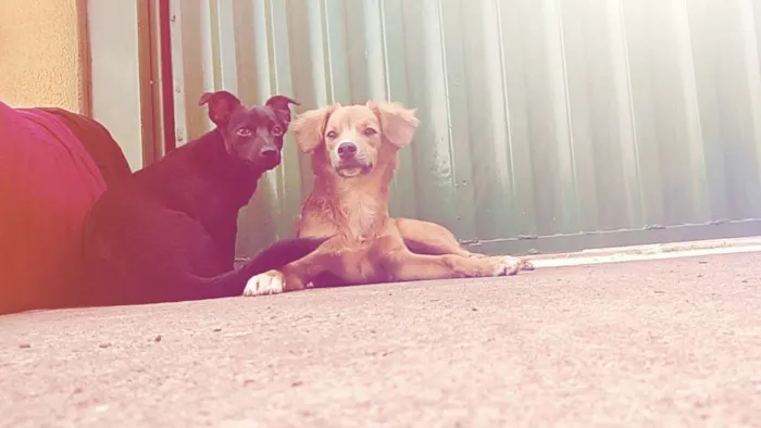 Cachorro ra a Vira lata idade 1 ano nome Neguinho e Snoopy 