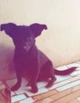 Neguinho e Snoopy 