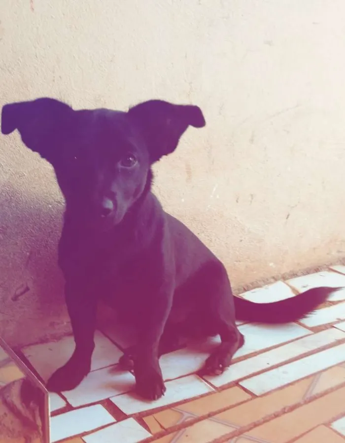 Cachorro ra a Vira lata idade 1 ano nome Neguinho e Snoopy 