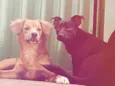 Neguinho e Snoopy 