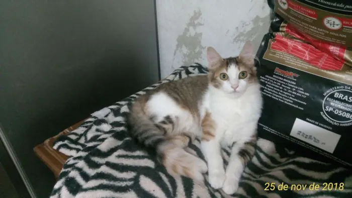 Gato ra a SRD idade 7 a 11 meses nome Gigi