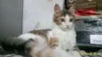 Gigi