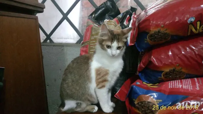 Gato ra a SRD idade 7 a 11 meses nome Gigi