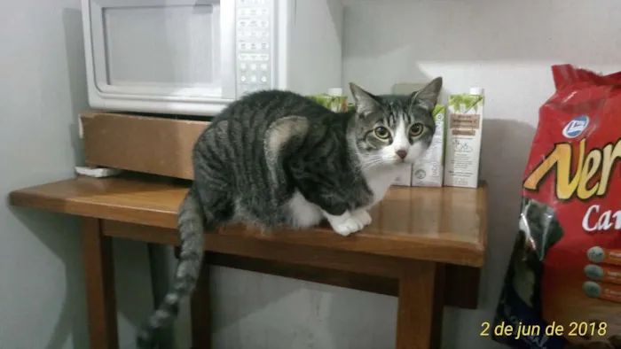 Gato ra a SRD idade 2 anos nome Luquinha