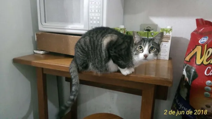 Gato ra a SRD idade 2 anos nome Luquinha
