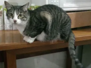 Gato raça SRD idade 2 anos nome Luquinha