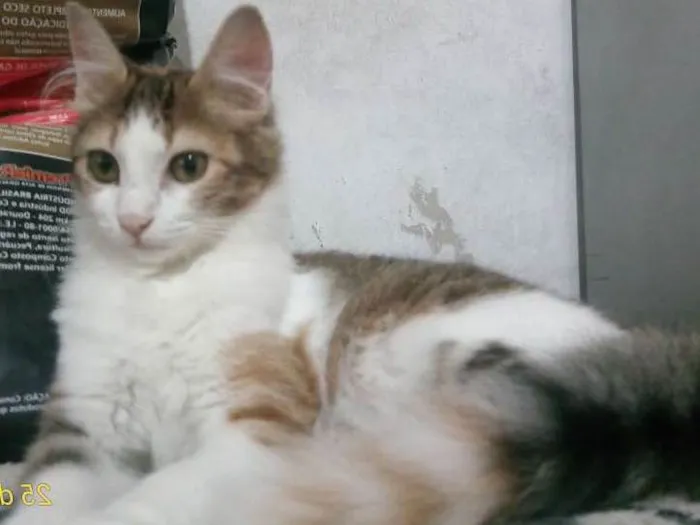 Gato ra a SRD idade 7 a 11 meses nome Gigi