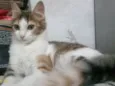Gigi