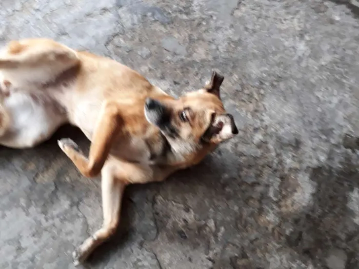 Cachorro ra a Vira-lata  idade 2 anos nome July