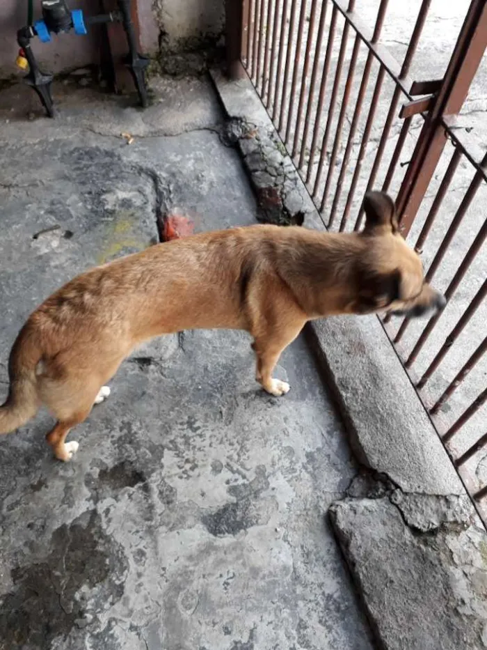 Cachorro ra a Vira-lata  idade 2 anos nome July