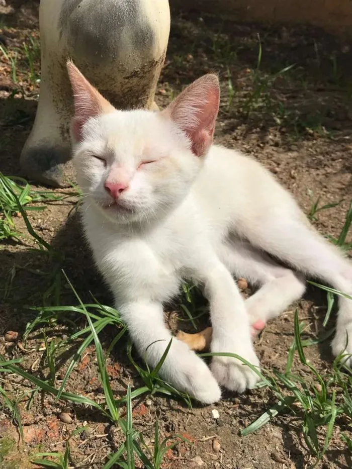 Gato raça Sem raça idade Abaixo de 2 meses nome Linda gatinha 