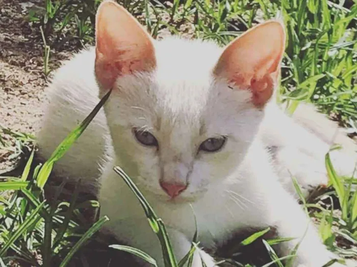 Gato raça Sem raça idade Abaixo de 2 meses nome Linda gatinha 