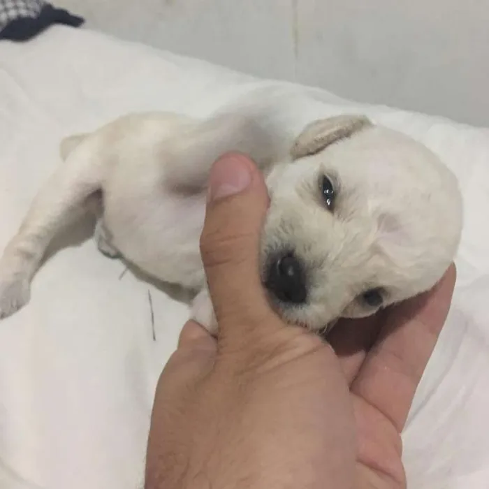 Cachorro ra a Vira Lata  idade Abaixo de 2 meses nome Não 