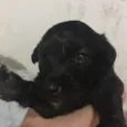 Não 