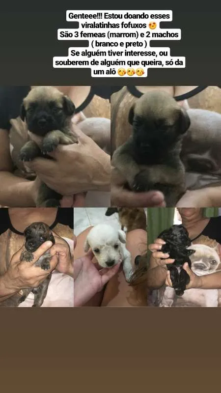Cachorro ra a Vira Lata  idade Abaixo de 2 meses nome Não 