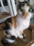 Pompom