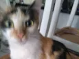 Pompom