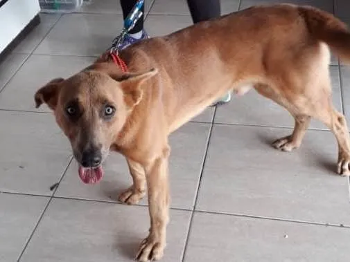 Cachorro ra a Não sei idade  nome Não sei