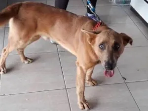 Cachorro raça Não sei idade  nome Não sei