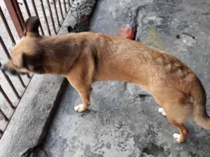 Cachorro raça Vira-lata  idade 2 anos nome July