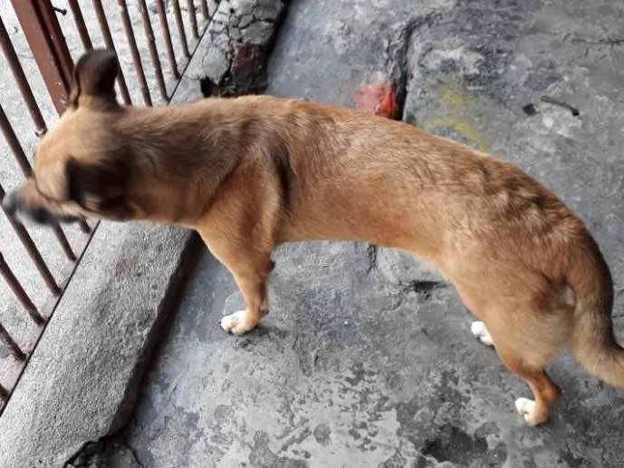 Cachorro ra a Vira-lata  idade 2 anos nome July