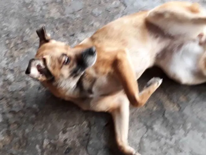 Cachorro ra a Vira-lata  idade 2 anos nome July