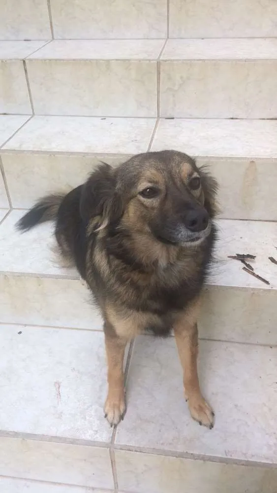 Cachorro ra a Mestiça idade 2 anos nome Shytara