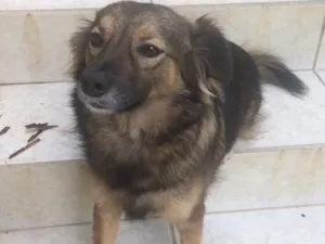 Cachorro raça Mestiça idade 2 anos nome Shytara