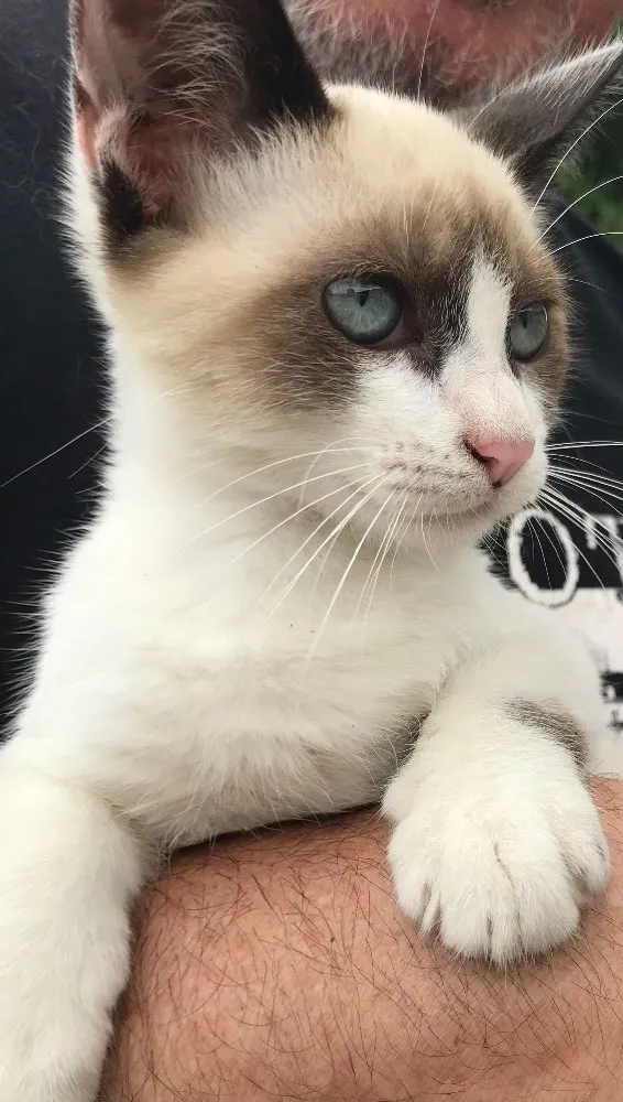 Gato raça Siamês  idade 2 a 6 meses nome Loulou 