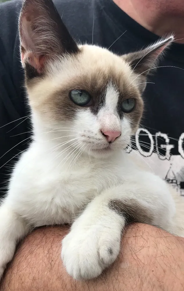 Gato raça Siamês  idade 2 a 6 meses nome Loulou 