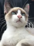 Gato raça Siamês  idade 2 a 6 meses nome Loulou 
