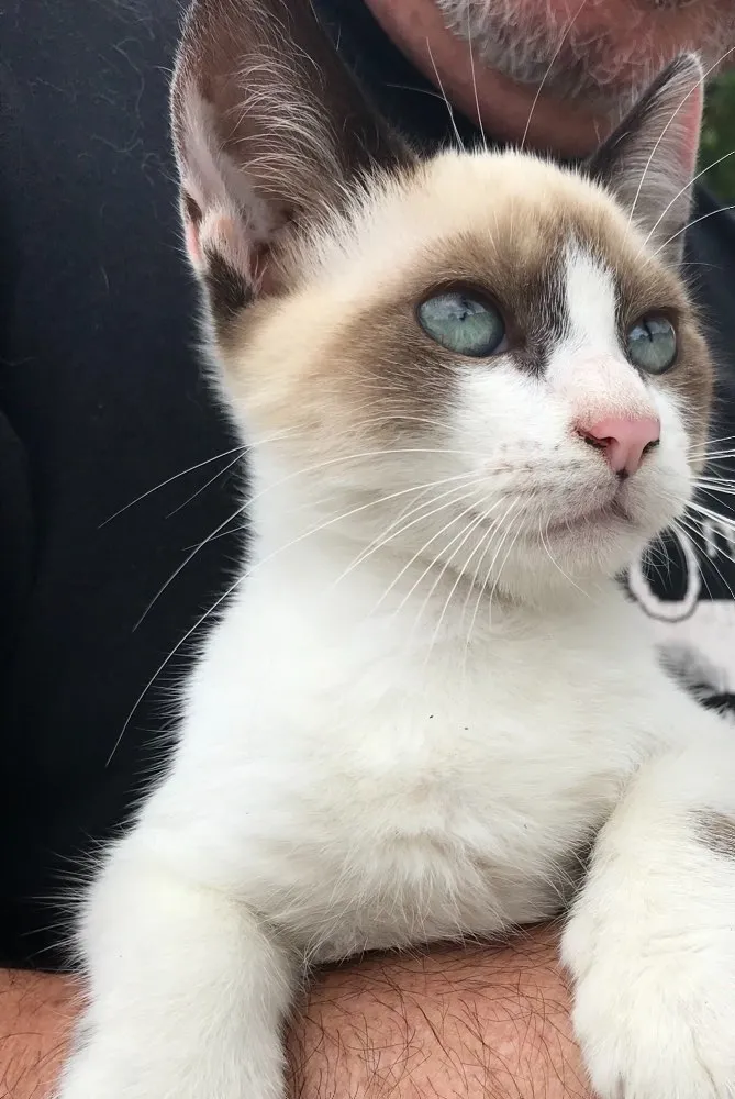 Gato raça Siamês  idade 2 a 6 meses nome Loulou 