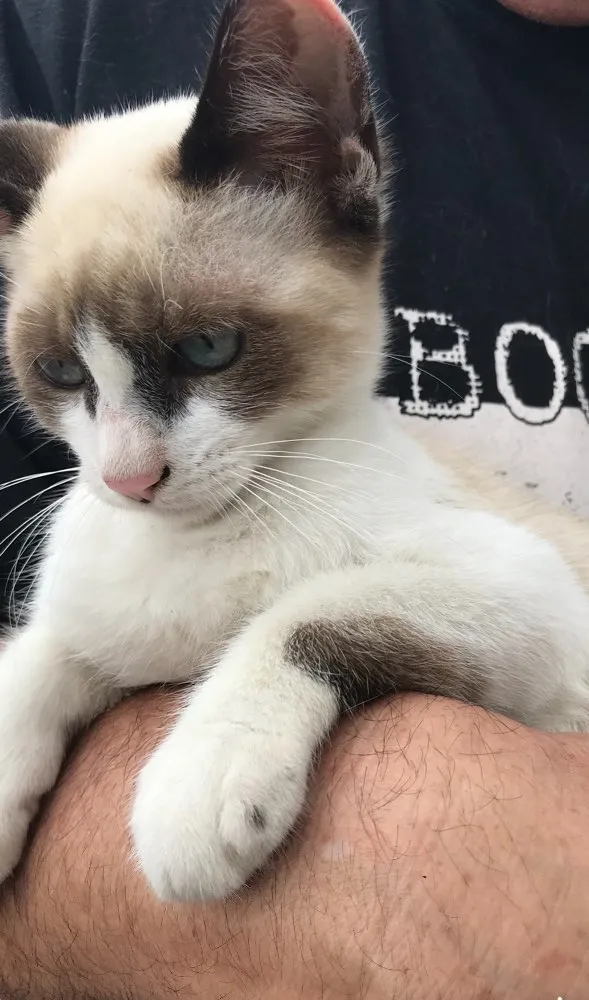 Gato raça Siamês  idade 2 a 6 meses nome Loulou 