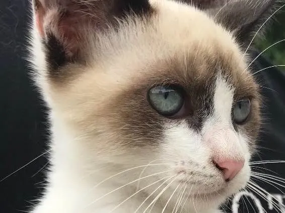 Gato raça Siamês  idade 2 a 6 meses nome Loulou 