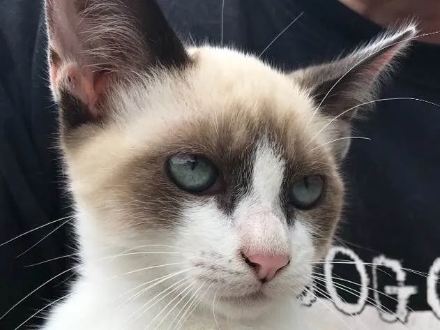 Gato raça Siamês  idade 2 a 6 meses nome Loulou 