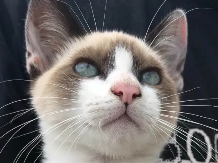 Gato raça Siamês  idade 2 a 6 meses nome Loulou 
