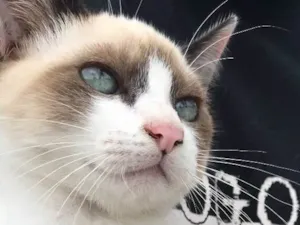 Gato raça Siamês  idade 2 a 6 meses nome Loulou 