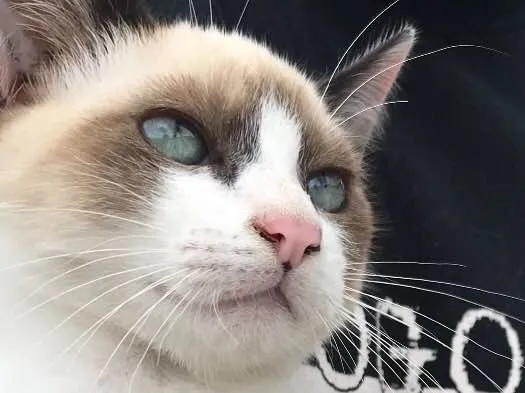 Gato raça Siamês  idade 2 a 6 meses nome Loulou 