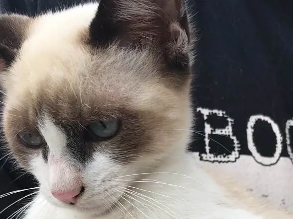 Gato raça Siamês  idade 2 a 6 meses nome Loulou 