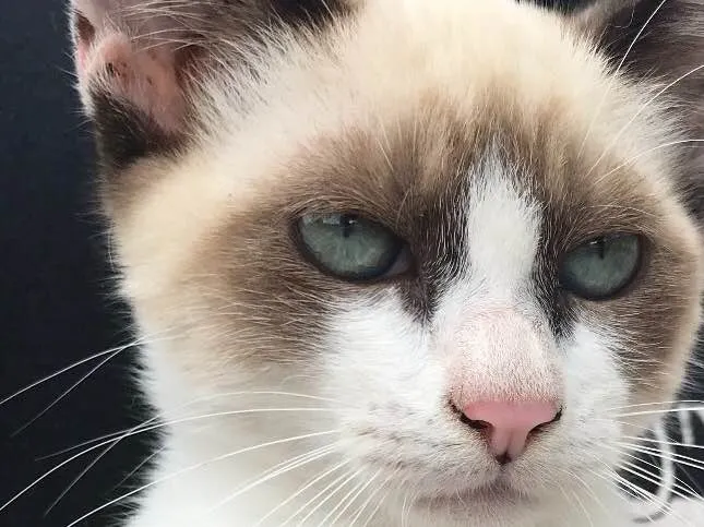 Gato raça Siamês  idade 2 a 6 meses nome Loulou 