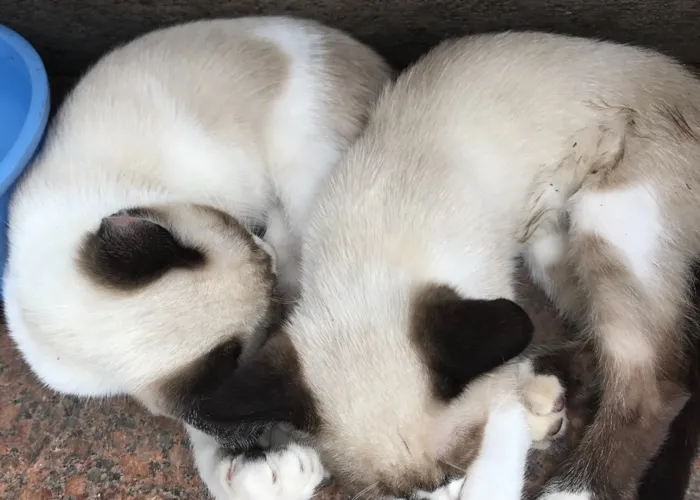 Gato ra a Siamês  idade 2 a 6 meses nome Gigi