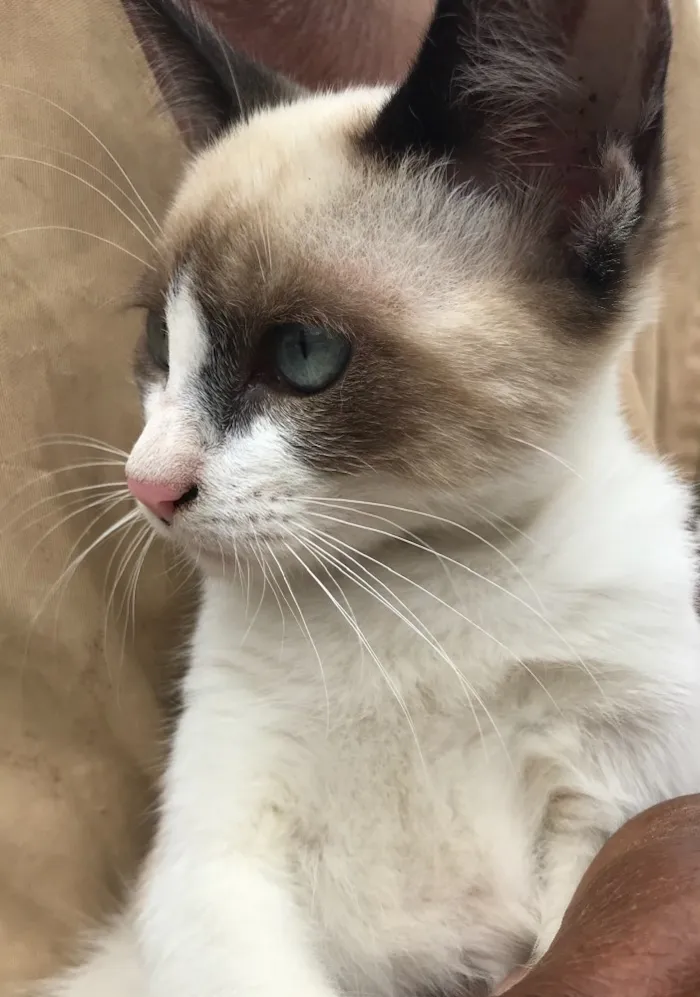 Gato ra a Siamês  idade 2 a 6 meses nome Gigi