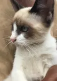 Gigi