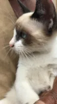 Gigi