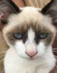 Gigi