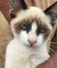 Gigi