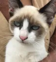 Gigi
